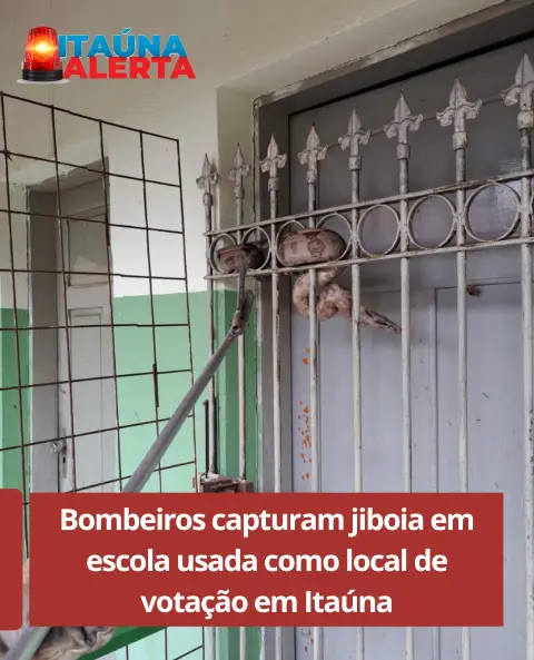 Jiboia é capturada em escola de Itaúna no domingo de eleição