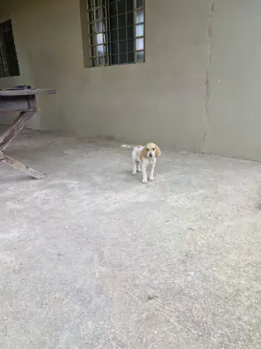 Filhotes Americano caçador foxhaund