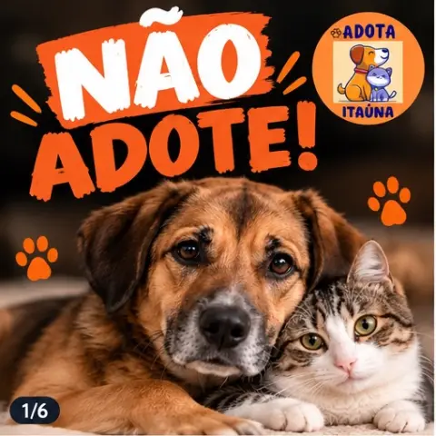 Não adote por impulso: pense antes de adotar um animal