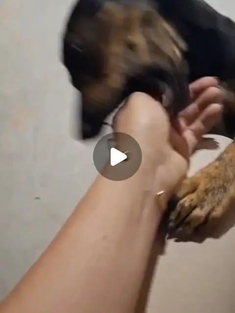 Filhote de porte grande para adoção em Itaúna