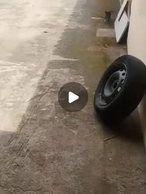 Filhote fêmea de porte pequeno para adoção responsável